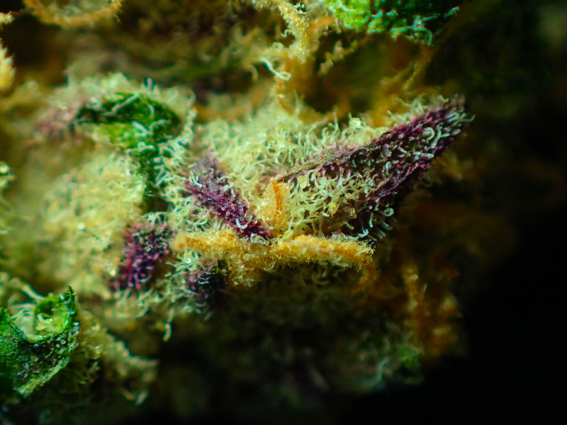 Akupresura energije morja